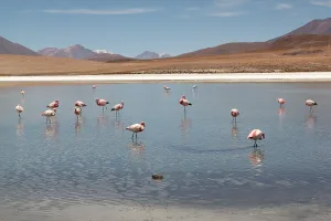 Flamencos rosados en las aguas de la Laguna Cañapa con montañas áridas y cielo azul al fondo.