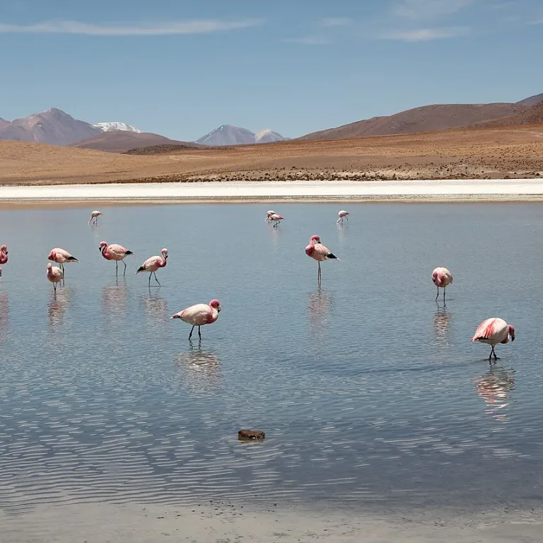 Laguna Cañapa