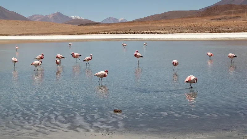 Flamencos rosados en las aguas de la Laguna Cañapa con montañas áridas y cielo azul al fondo.
