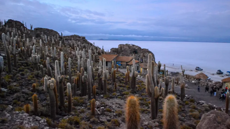 Isla Incahuasi cubierta de cactus gigantes con vista al Salar de Uyuni y cielo nublado al atardecer.