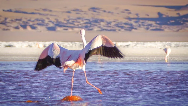 Laguna Colorada