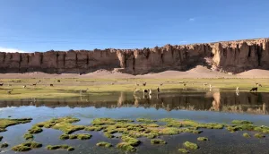 Manada de llamas pastando junto a un humedal con vegetación verde en Caños de Sora, con acantilados rojizos al fondo.