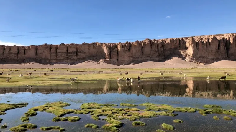 Manada de llamas pastando junto a un humedal con vegetación verde en Caños de Sora, con acantilados rojizos al fondo.