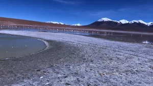 Laguna Vinto con flamencos en la orilla, suelo salino y volcanes nevados bajo cielo azul intenso.