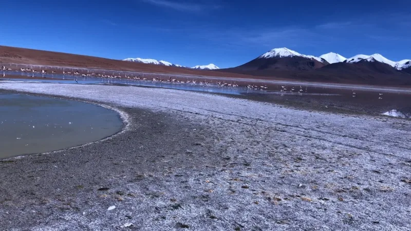 Laguna Vinto con flamencos en la orilla, suelo salino y volcanes nevados bajo cielo azul intenso.